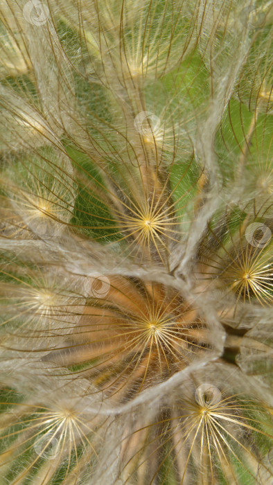 Скачать Макрос семян одуванчика для использования в качестве фона, обоев. Фон с естественной абстрактной текстурой. фотосток Ozero