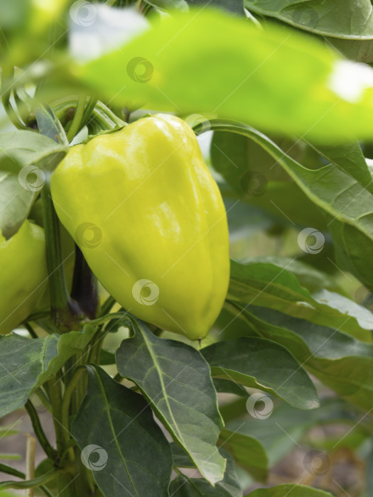 Скачать Спелый желтый сладкий болгарский перец, растущий в органическом саду. Выращивание перца (паприки). Плоды зеленого перца, висящие на кусте крупным планом фотосток Ozero