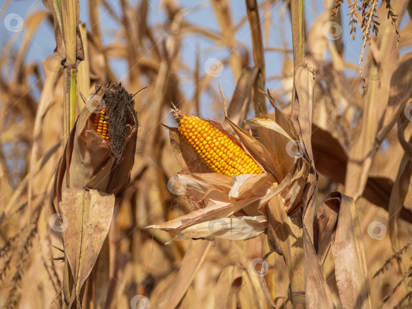 Скачать Спелая кукуруза в початках. Початки спелой золотистой кукурузы (маиса) на растениях на фоне неба фотосток Ozero
