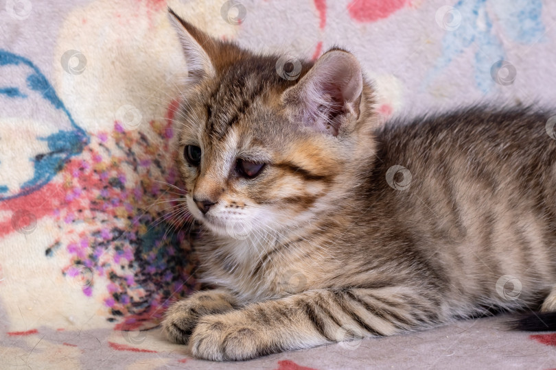 Скачать Маленький серый котенок с воспаленным глазом фотосток Ozero