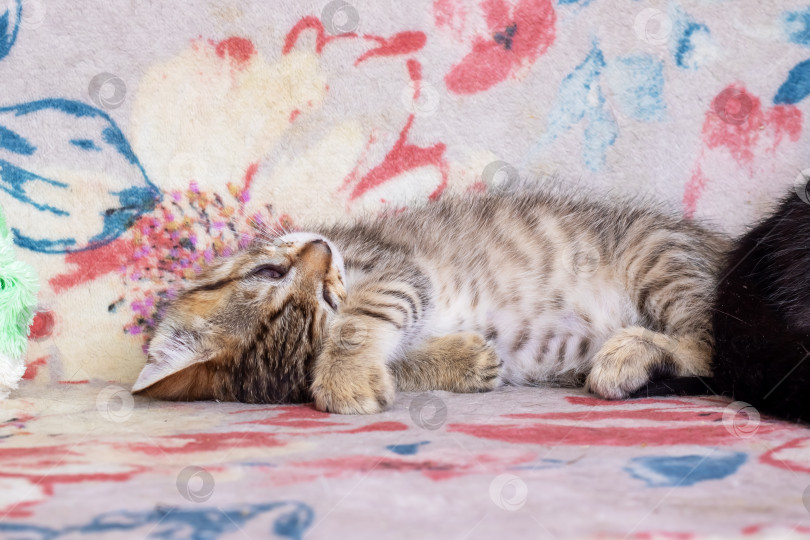 Скачать Маленький полосатый котенок, спящий дома крупным планом фотосток Ozero