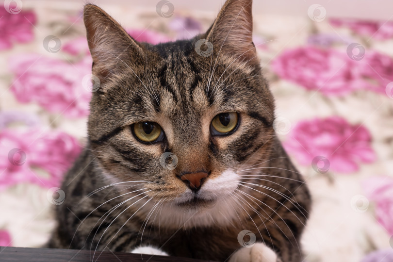 Скачать Грустный полосатый кот, лежащий дома крупным планом фотосток Ozero