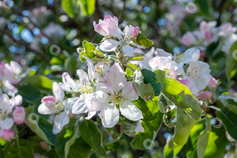 Скачать Белые цветы на ветвях яблони фотосток Ozero