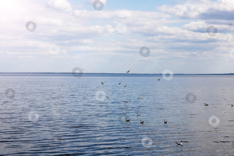 Скачать Чайки на поверхности воды фотосток Ozero