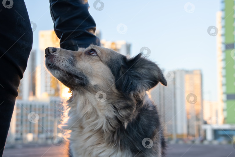 Скачать Мужчина гладит по голове пушистую собаку фотосток Ozero