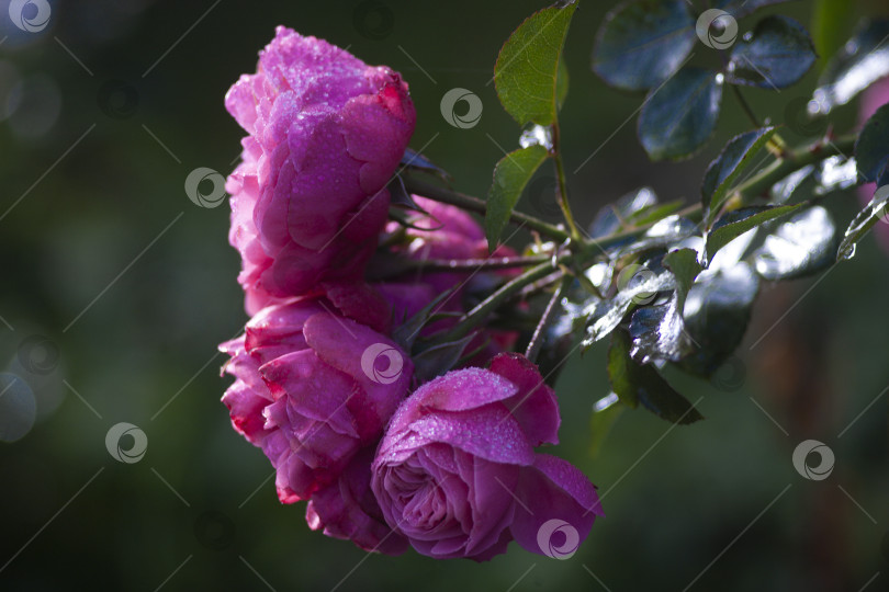 Скачать Ветка розовых роз в осеннем саду с каплями утренней росы на лепестках фотосток Ozero