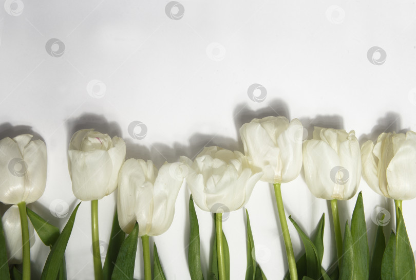 Скачать Белые тюльпаны на белом фоне, место для копирования фотосток Ozero