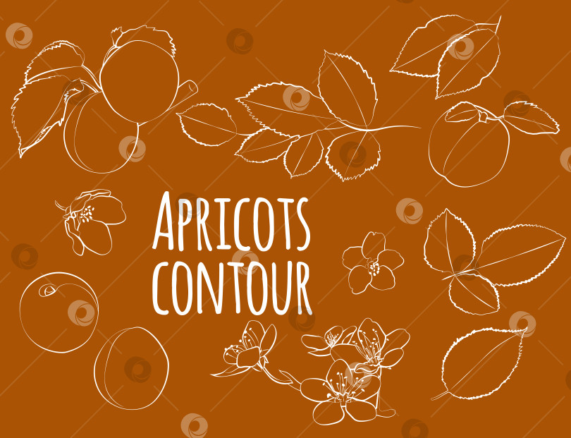 Скачать Набор абрикосов с листьями и цветами, линейный, только контур, без заливки. Векторная графика фотосток Ozero
