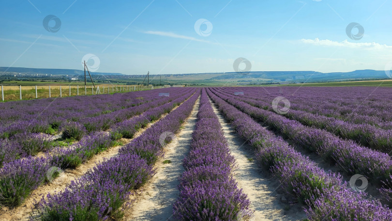 Скачать Красивое лавандовое поле с длинными фиолетовыми рядами фотосток Ozero