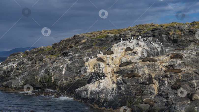 Скачать Колония морских львов отдыхает, лежа на склоне скалистого островка фотосток Ozero