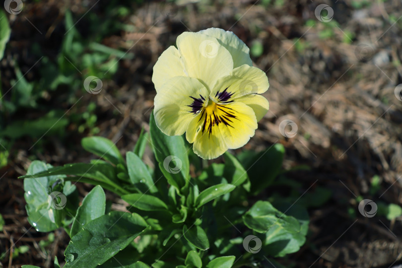 Скачать Цветок виолы трехцветной (латинское название Viola tricolor) на фоне зеленых растений в яркий солнечный день фотосток Ozero