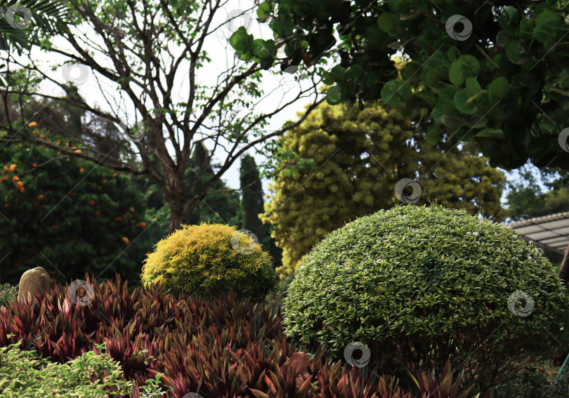 Скачать Ландшафтный дизайн с зелеными, желтыми и красными растениями фотосток Ozero