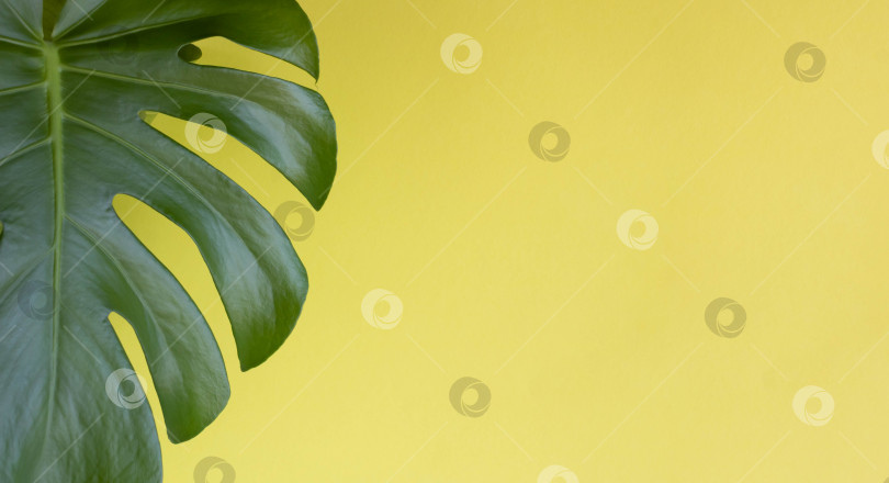 Скачать Красивый зеленый лист монстеры на желтом фоне. место для текста фотосток Ozero