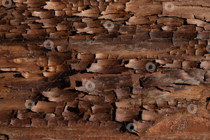 Скачать Рисунок коры представляет собой бесшовную текстуру древесины. Для фоновых работ по дереву - коричневая кора твердых пород дерева фотосток Ozero