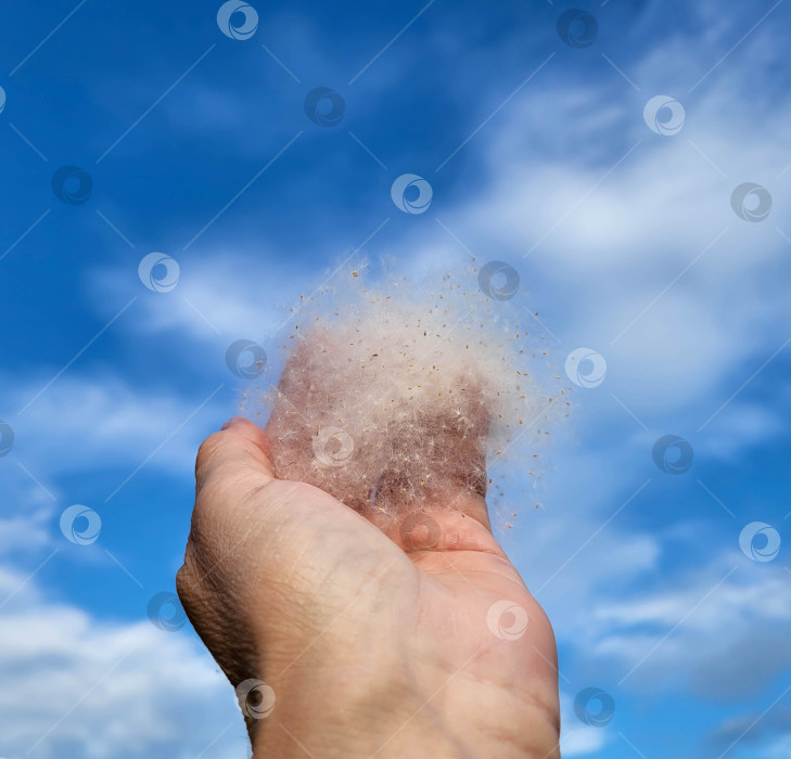 Скачать Тополиный пух в его руке на фоне голубого неба. Невесомость, легкость, понятие аллергии. фотосток Ozero