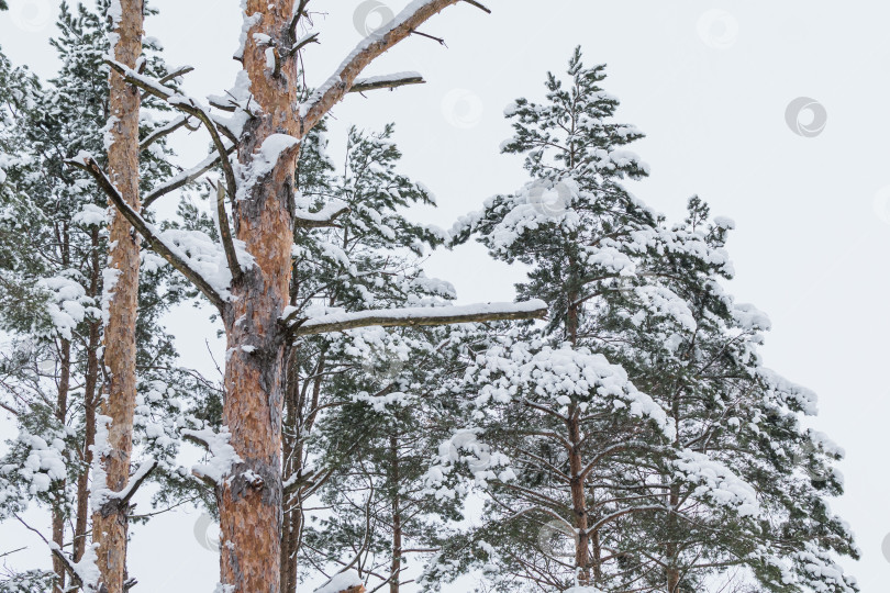 Скачать Заснеженный хвойный густой лес фотосток Ozero