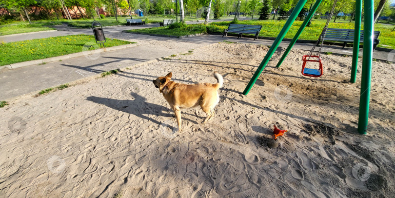 Скачать Взрослая рыжеволосая собака в одиночестве гуляет по детской площадке фотосток Ozero