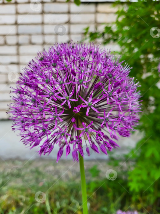 Скачать Декоративный бант из фиолетового цветка, крупный план. Шаровидный цветок аллиума может достигать 15 сантиметров в диаметре. Концепция ландшафтного дизайна. фотосток Ozero