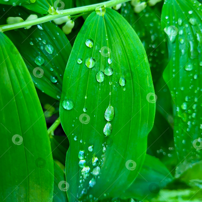 Скачать Зеленые листья с каплями воды после дождя фотосток Ozero