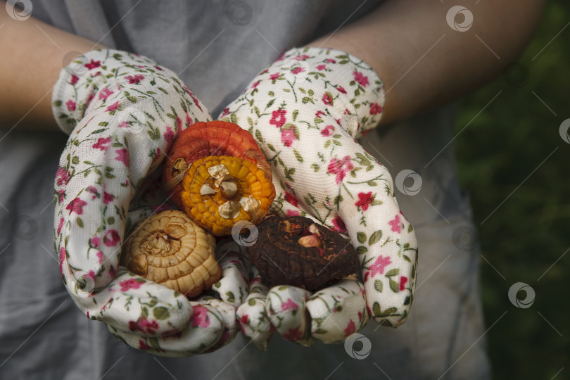 Скачать Руки в плотных перчатках с луковицами гладиолусов, готовыми к посадке. фотосток Ozero