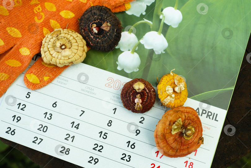 Скачать Луковицы гладиолусов на листе календаря с надписями апрель и датами, подготовленные к посадке, концепция графика садовых работ. фотосток Ozero