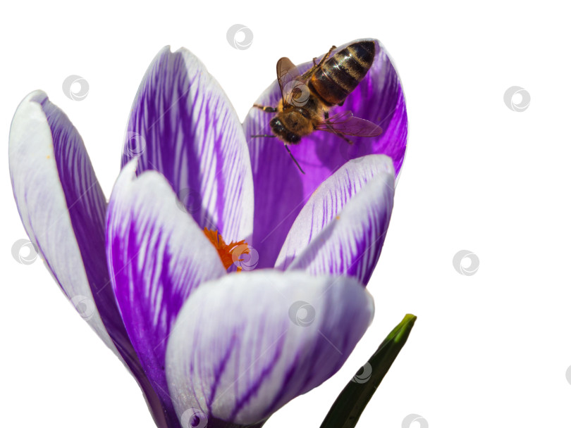 Скачать Макро медоносная пчела на фиолетовом цветке крокуса, выделенном на белом фоне. Концепция прихода весны и пробуждения природы. Крокус, весенние цветы фотосток Ozero