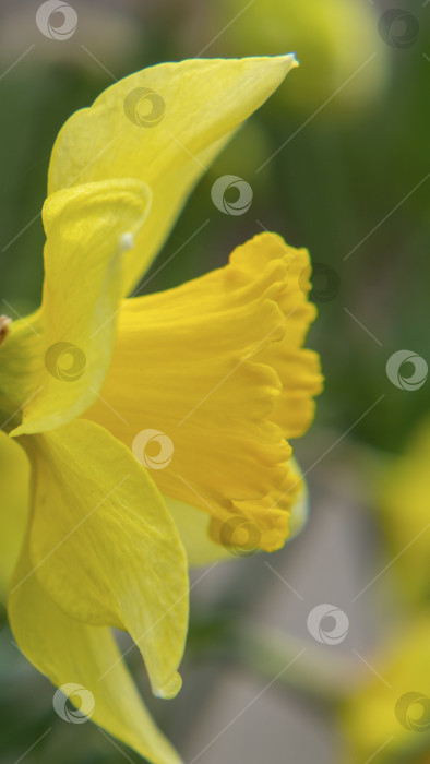 Скачать Расфокусированный желтый цветок нарцисс крупным планом. Макрофотография желтого цветка нарцисса на фоне зелени в саду, небольшая глубина резкости фотосток Ozero