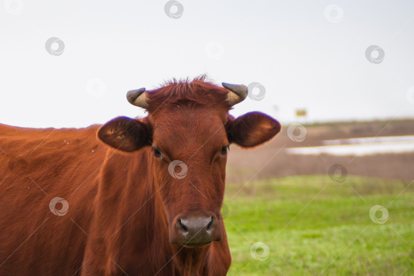 Скачать Красивая корова на весеннем лугу смотрит в камеру. Рыжая ангусская корова с рогами. Крупный план крупного рогатого скота, смотрящего в камеру в поле. Крупный план коричневой коровы фотосток Ozero