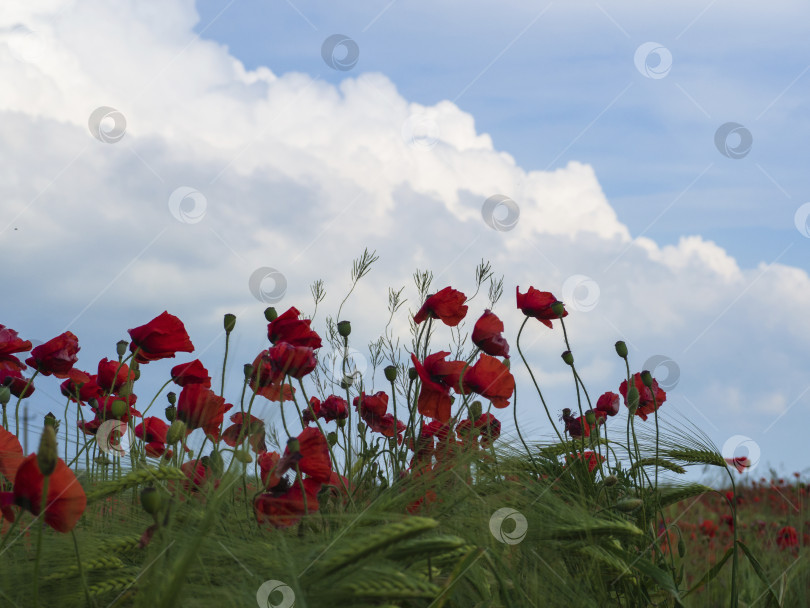 Скачать Красивые цветы красного мака на зеленом поле под голубым небом с пушистыми облаками, дизайн баннера, открытка, обои фотосток Ozero