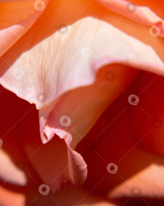 Скачать Нежная розовая роза крупным планом размыта. Размытые лепестки роз, абстрактный романтический фон, пастельная и нежная цветочная открытка фотосток Ozero