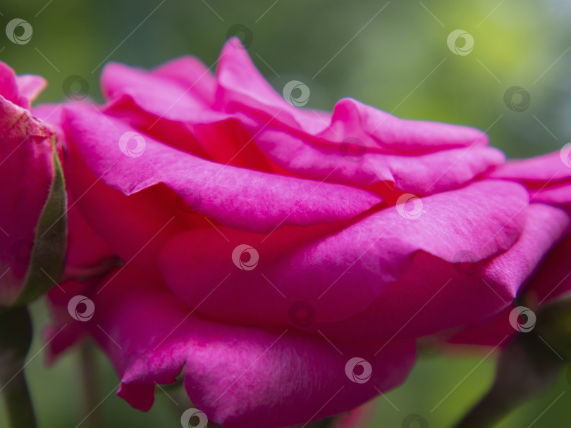 Скачать Розово-фиолетовый цветок розы крупным планом на фоне зелени фотосток Ozero