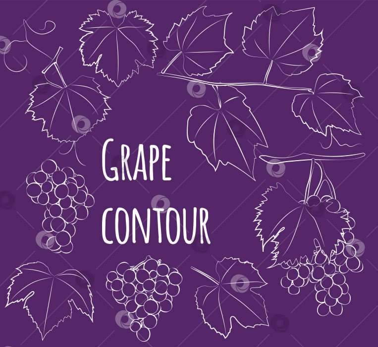 Скачать Набор виноградин с листьями, линейный, только контур, без заливки. Векторная графика фотосток Ozero