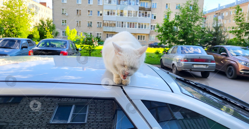 Скачать Белый дворовый кот закрыл глаза, зевает и садится на крышу машины фотосток Ozero