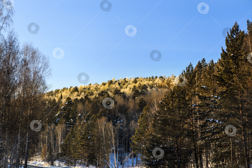 Скачать Зимний лес в Красноярском крае фотосток Ozero