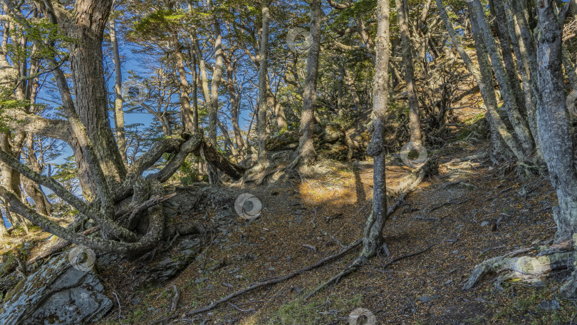 Скачать На склоне холма растут деревья нотофагус. фотосток Ozero