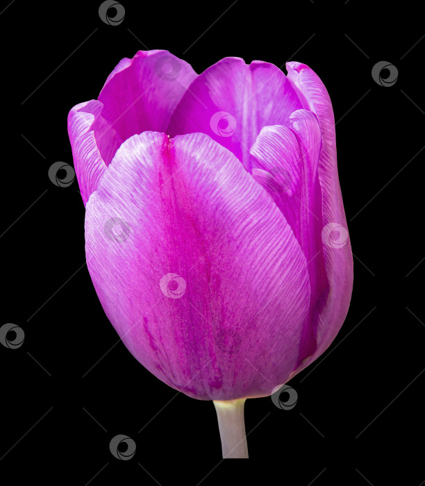 Скачать Светло-фиолетовый бутон тюльпана крупным планом, выделенный на черном фоне. Сиреневый элегантный цветок тюльпана на черном фоне фотосток Ozero