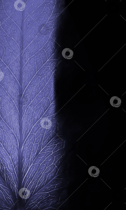 Скачать Подсвеченный лист растения сиреневого цвета. Рентгеновский негативный фотоэффект. Очень пери. фотосток Ozero