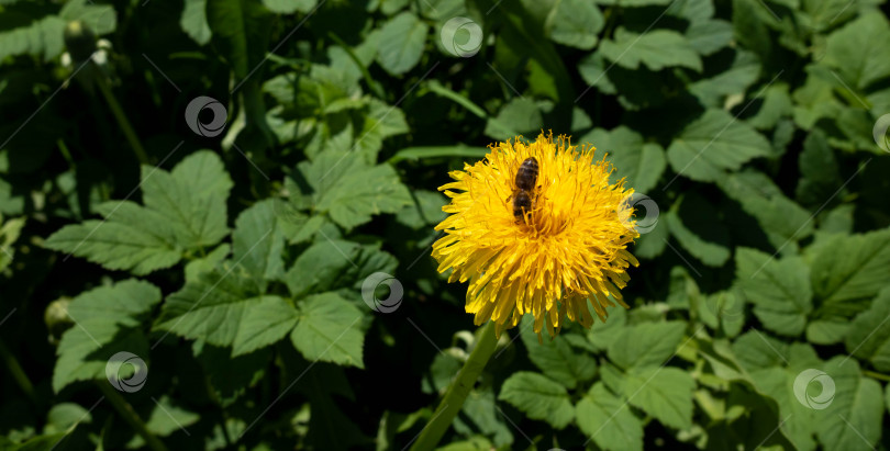 Скачать Желтый одуванчик. Пчела на одуванчике собирает пыльцу. Макросъемка.Зеленая трава. Весенний пейзаж. Одуванчик летом. Весеннее настроение фотосток Ozero
