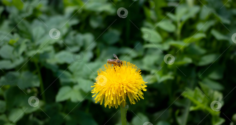 Скачать Желтый одуванчик. Пчела на одуванчике собирает пыльцу. Макросъемка.Зеленая трава. Весенний пейзаж. Одуванчик летом. Весеннее настроение фотосток Ozero