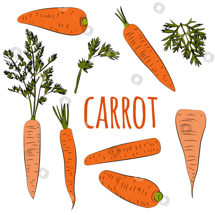 Скачать Набор моркови, нарисованной от руки. Цветной эскиз еды. Свежая органическая. Векторная иллюстрация с овощами. фотосток Ozero