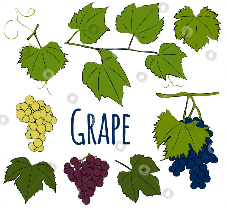 Скачать Набор из винограда с листьями. Векторная графика фотосток Ozero