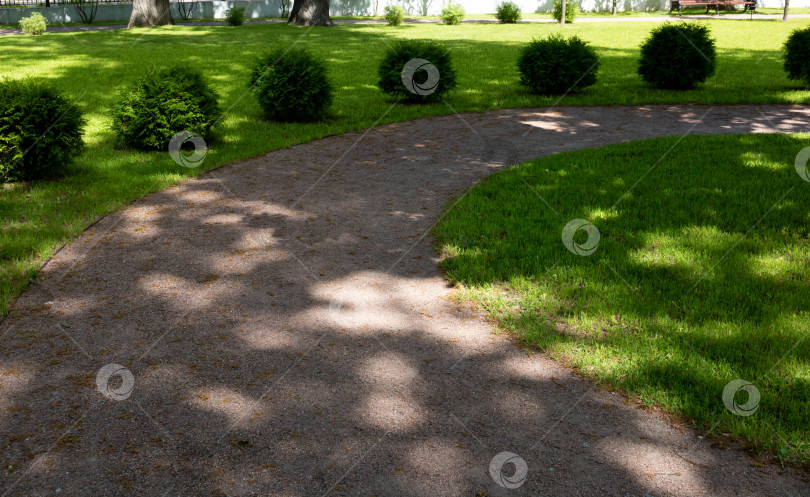 Скачать Ряд деревьев туи и кустарников thuja Danica в городском парке. фотосток Ozero