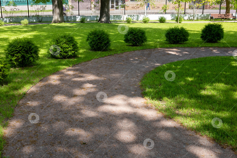 Скачать Ряд деревьев туи и кустарников thuja Danica в городском парке. фотосток Ozero