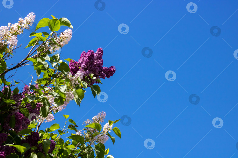 Скачать Ветви сирени на фоне голубого неба. Цветущий кустарник. Место для текста фотосток Ozero