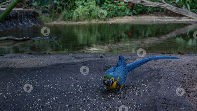 Скачать Яркий попугай Ара арарауна сидит на земле и кормится. фотосток Ozero