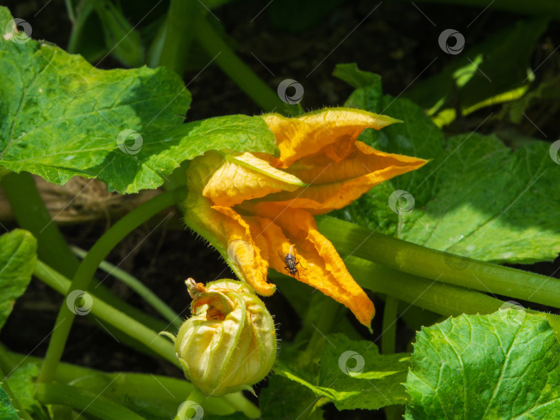 Скачать Цветок тыквы на ферме по выращиванию органических овощей. фотосток Ozero