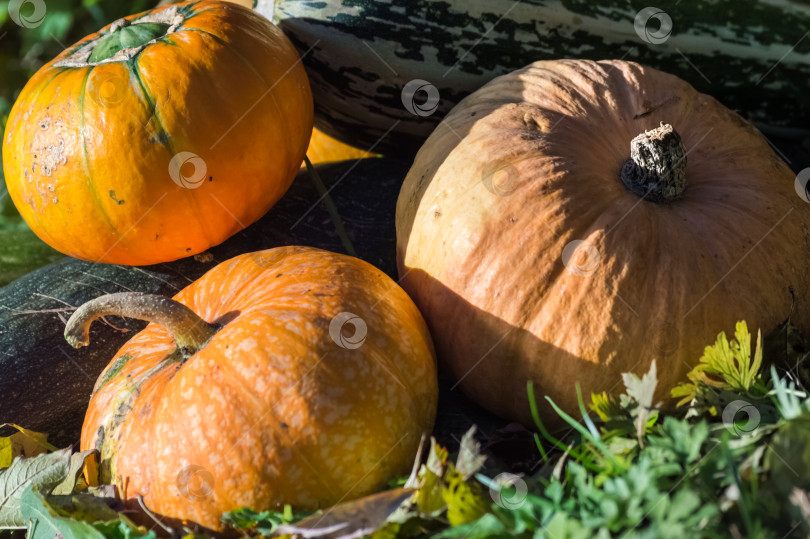 Скачать Осенний сбор урожая тыкв и бахчевых культур в саду фотосток Ozero