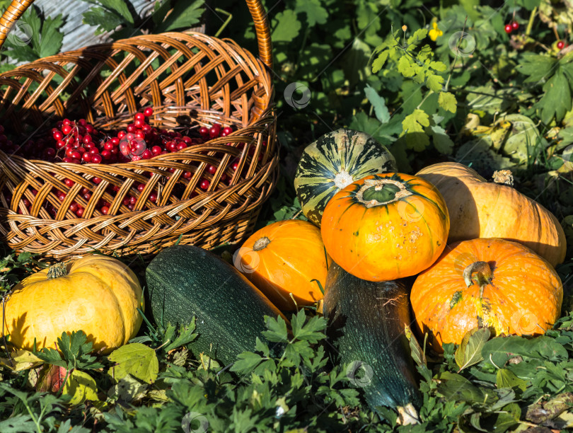 Скачать Тыквы и корзина с ягодами калины в саду. Концепция осеннего сбора урожая. фотосток Ozero