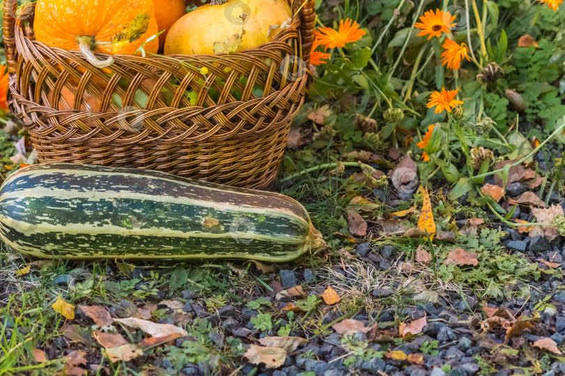 Скачать Осенний урожай тыкв и цуккини в корзинке фотосток Ozero