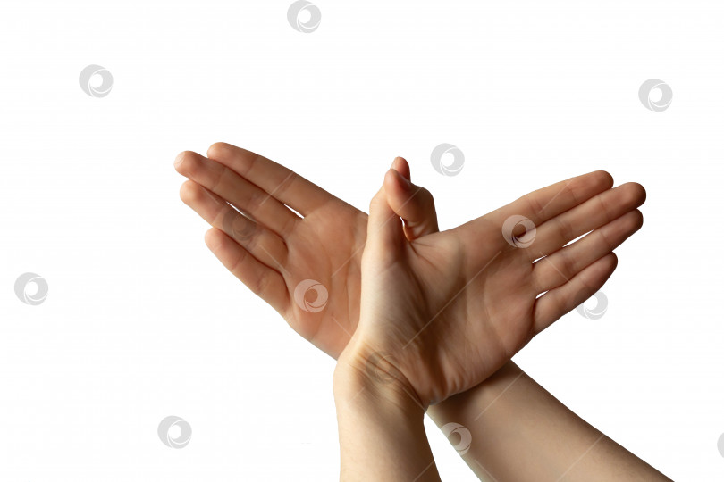 Скачать Силуэт жеста руки, похожего на летящую птицу на белом фоне фотосток Ozero